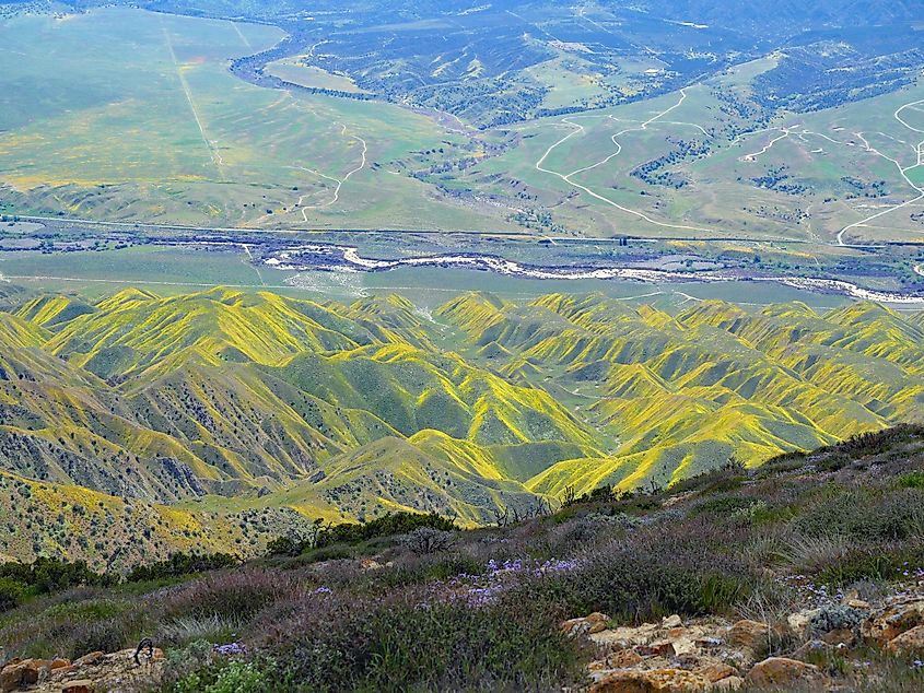 Cuyama River Valley and Hills of Wildflowers, Caliente Mountain Ridge Trail.