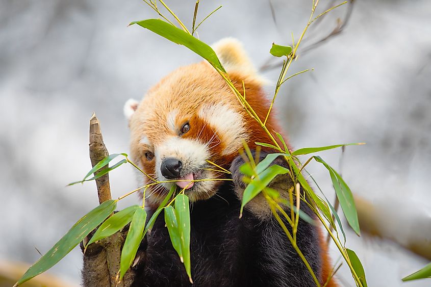 A red panda’s diet changes with the seasons—bamboo leaves in winter and fresh shoots in spring.