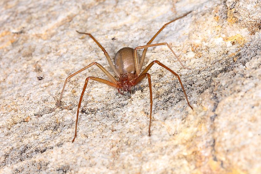 Brown recluse spider (Loxosceles rufescens) in cave habitat.