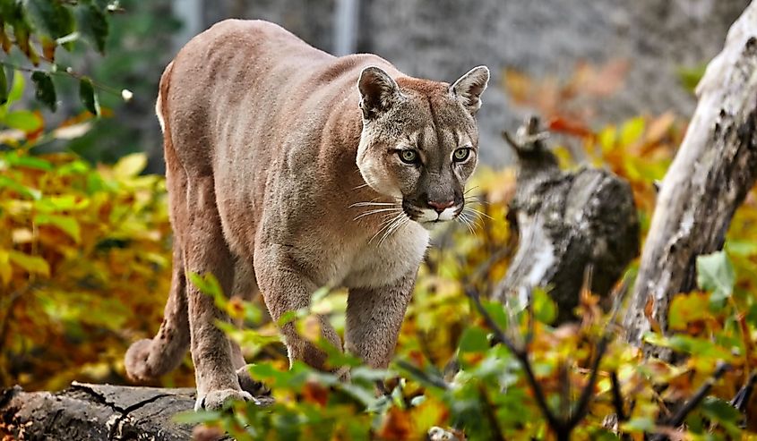 Image of a Mountain Lion