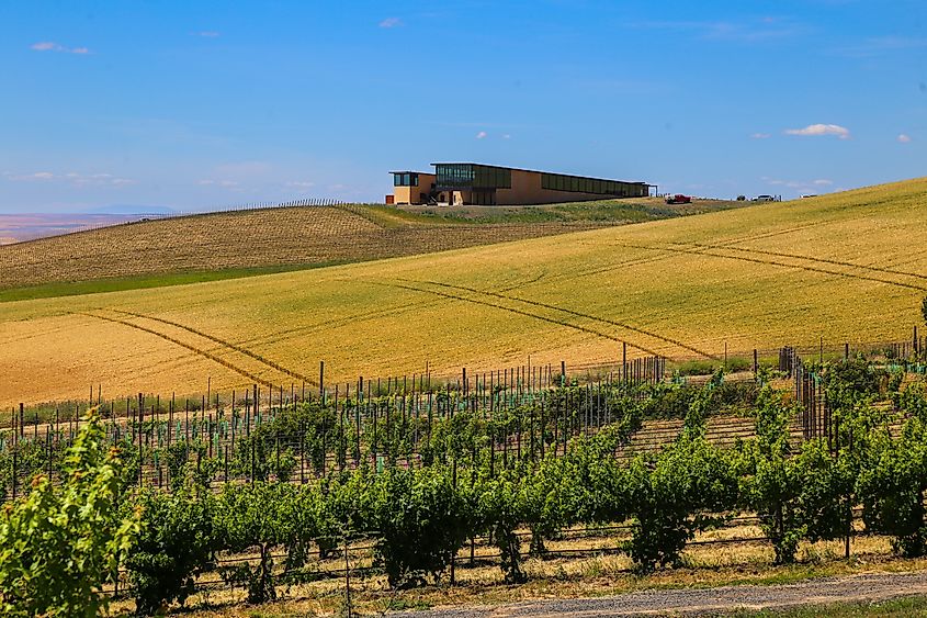 Vineyard in the town of Walla Walla, Washington.