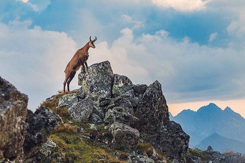 A mountain goat standing atop a tall mountain peak.