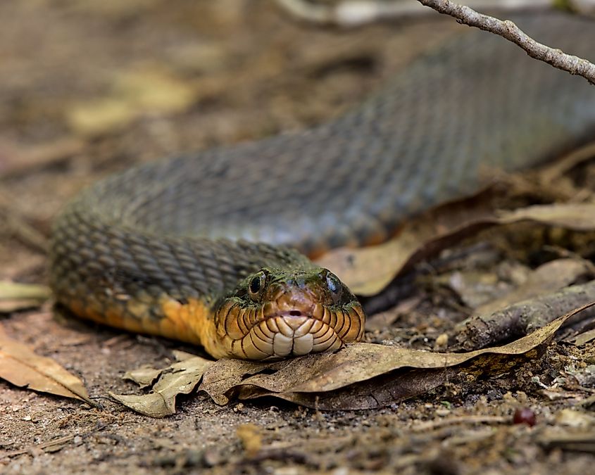 Plain-bellied Water Snake (Nerodia erythrogaster)