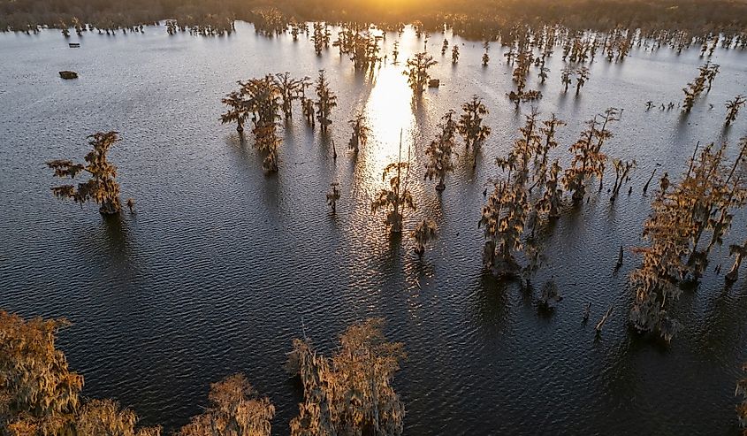 Drone photo of cypress trees in a Louisiana Swamp. Photo captured at Lake Martin in Breaux Bridge, Louisiana.