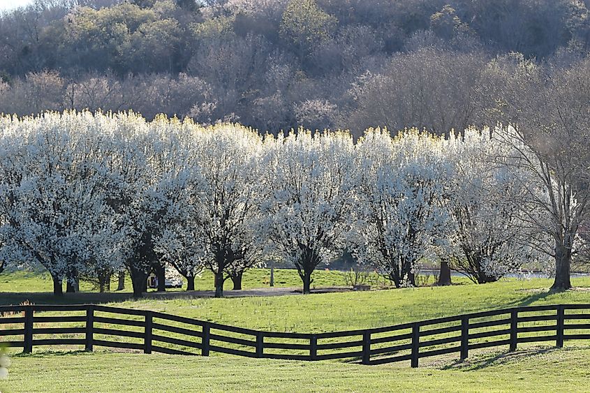 Leipers Fork Road in Tennessee.