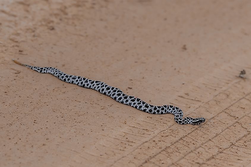 A pygmy rattlesnake crossing a road.