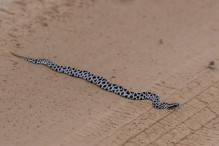 A pygmy rattlesnake crossing a road