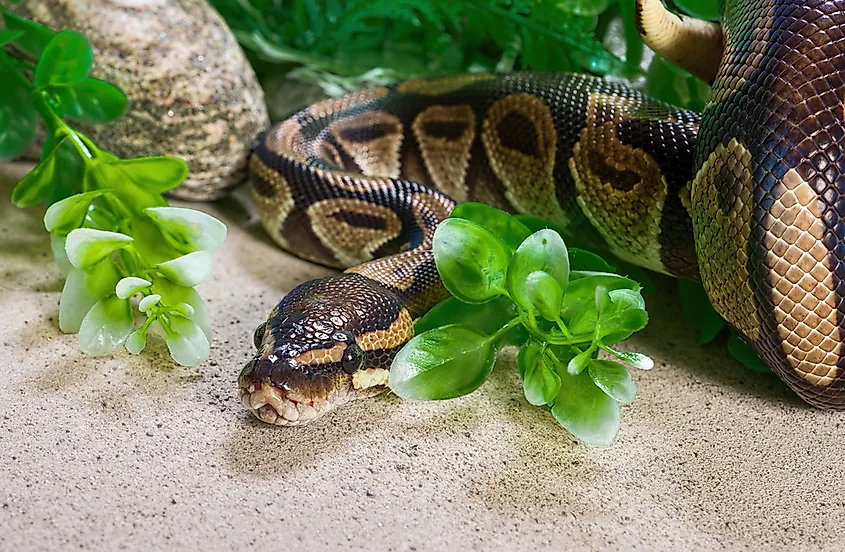 A ball python coiled into a defensive ball with its head pulled toward the centre of the coil.