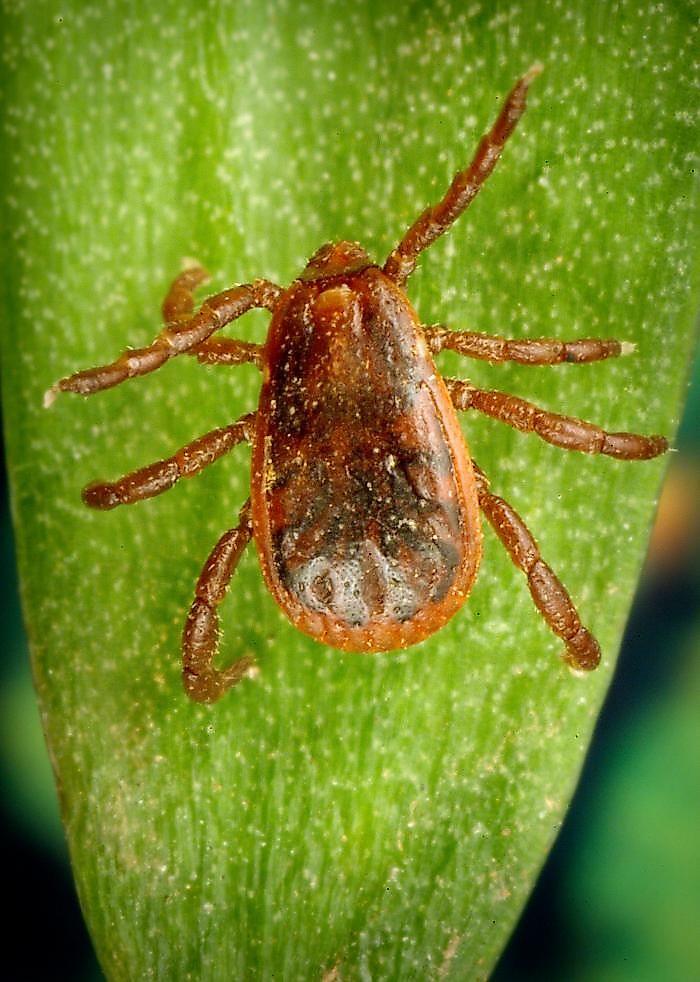 Rhipicephalus sanguineus.