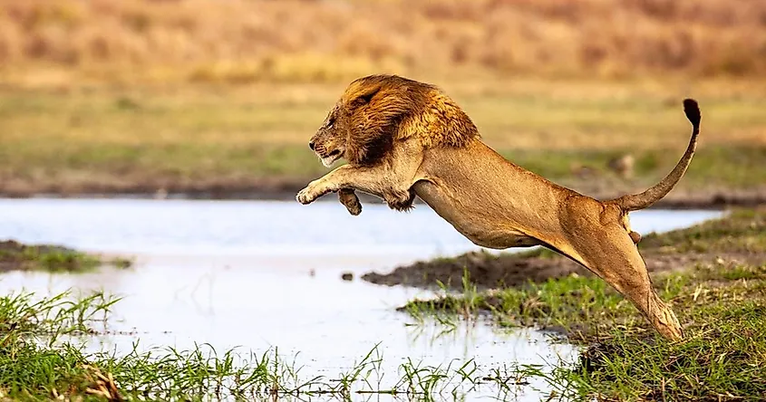 A lion jumping across a waterbody.