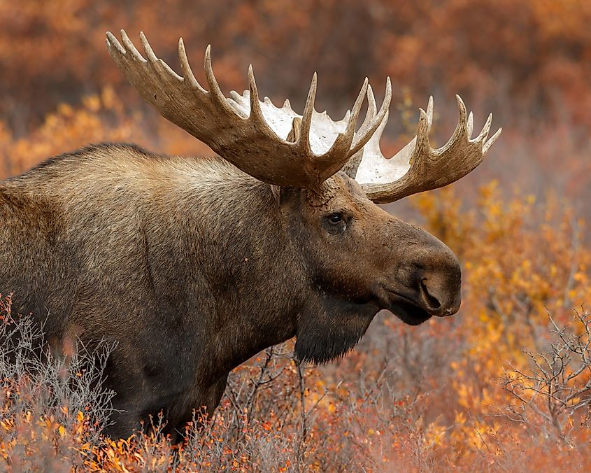 Bull moose.