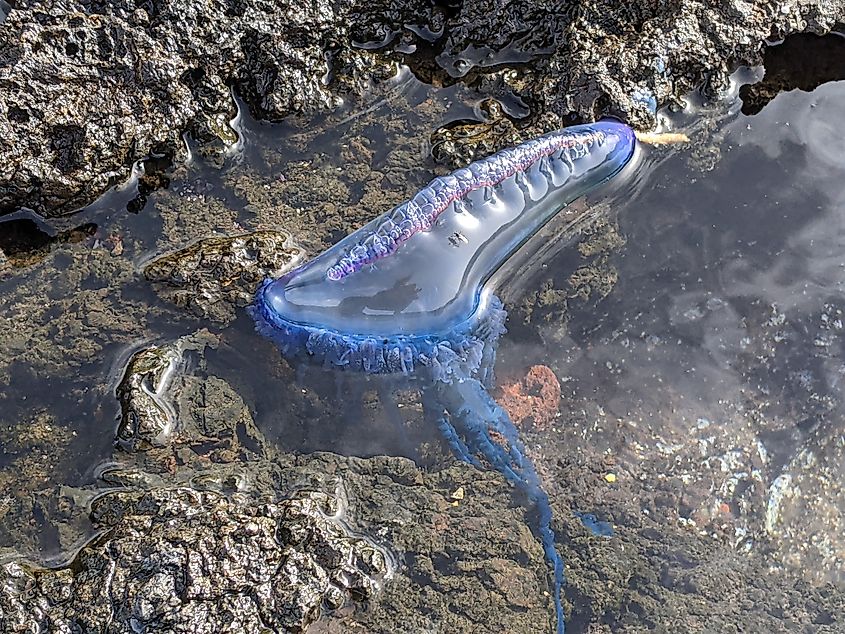 A man o' war in a tidepool.