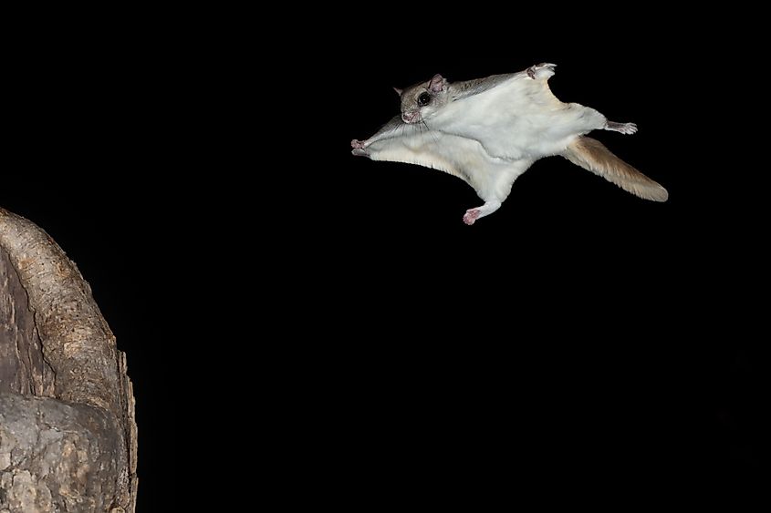 Southern flying squirrel