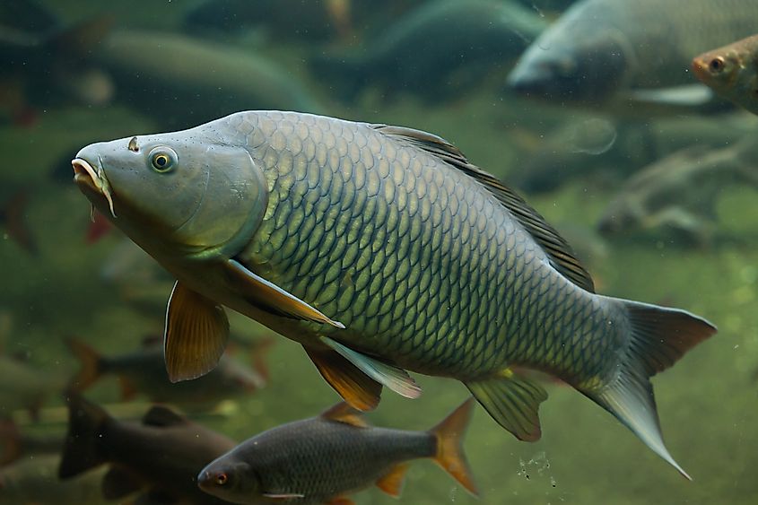 Wild common carp (Cyprinus carpio)