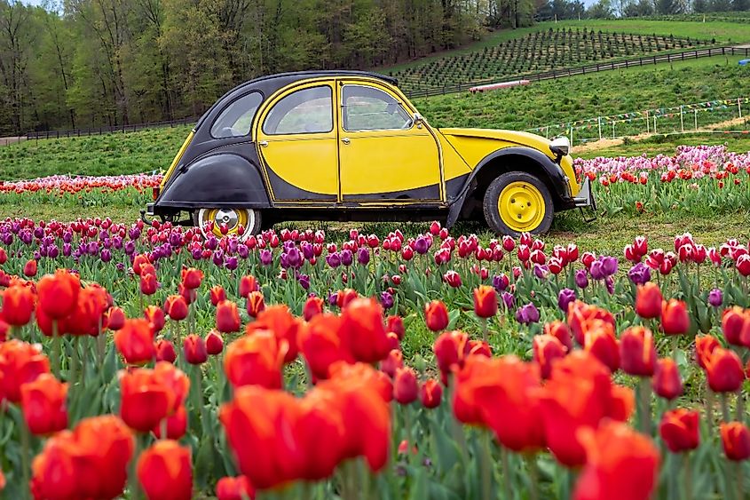 April 29th 2023, Granville Ohio - United States. A yellow Volkswagen parked in a colorful field of Tulips in Granville Ohio.