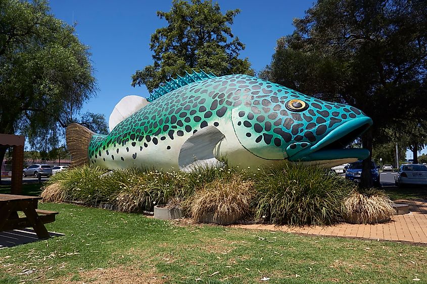 Swan Hill, Victoria Australia: the Giant Murray Cod nicknamed Arnold