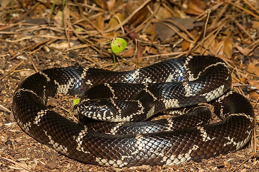 Eastern kingsnake (lampropeltis getula)