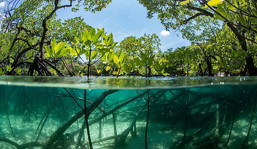 Half frame photo of the mangrove forest show the trunk and roots under the water.