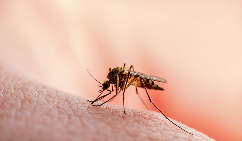 Mosquito on top of someone's hand