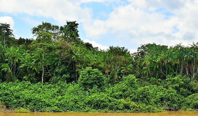 Green jungle along the banks of the Courantyne River border of Guyana and Suriname
