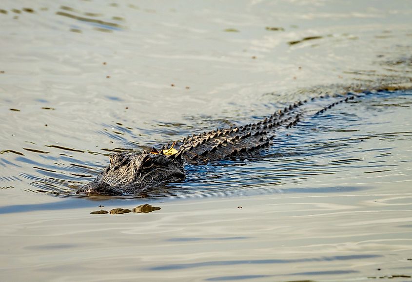  Alligator in Atchafalaya Basin 