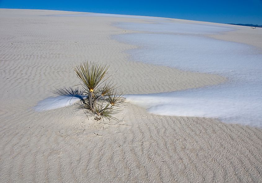 Snow on the ground in White Sands National Park in New Mexico