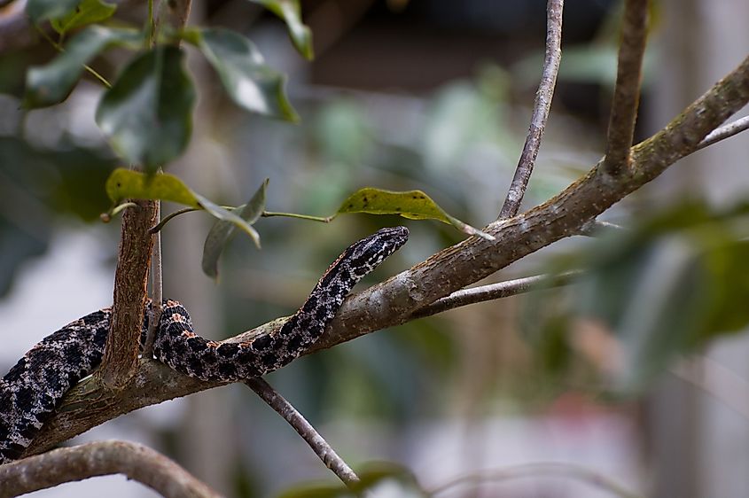 Pygmy Rattlesnake.