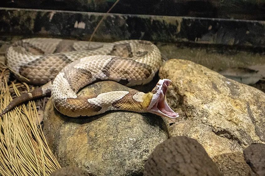 Threat display from copperhead.