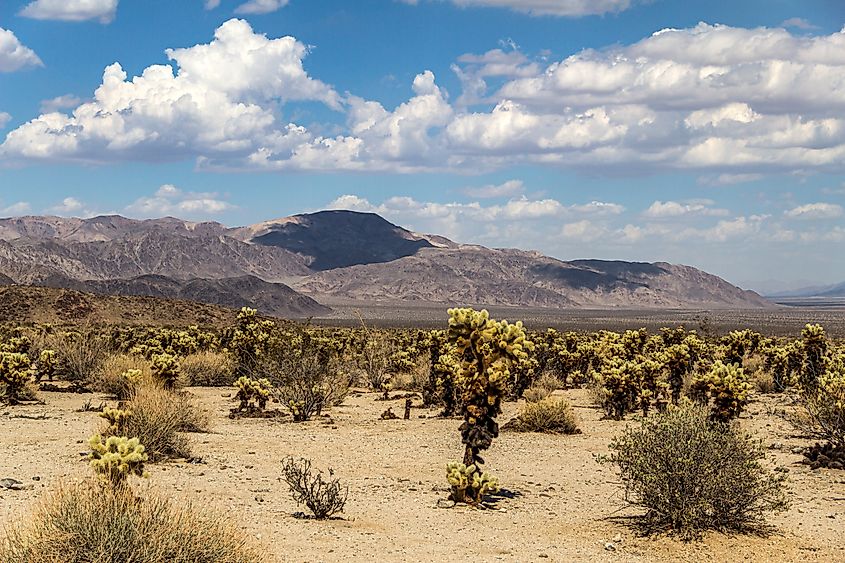 Joshua Tree National Park