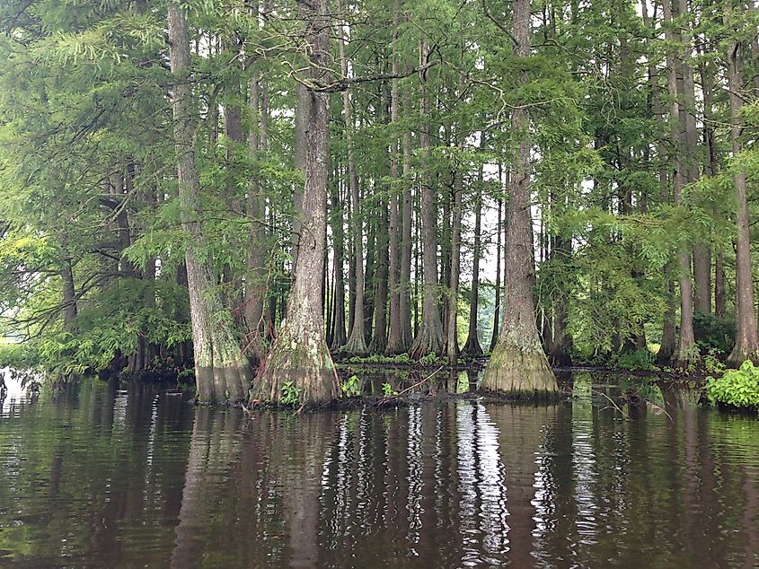 Trap Pond State Park