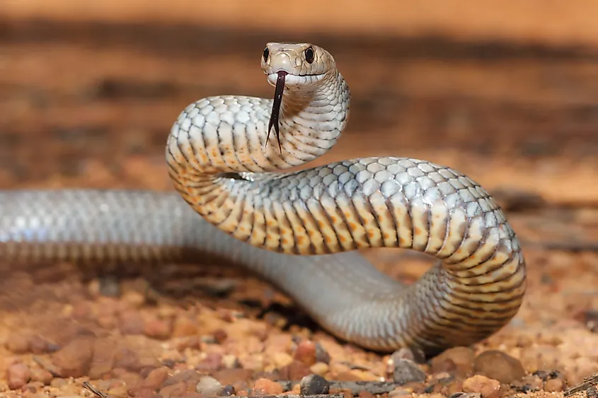 Highly venomous Australian Eastern Brown Snake