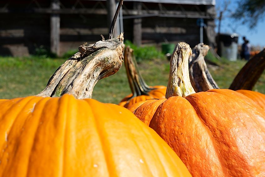 Bright orange pumpkins in fall.