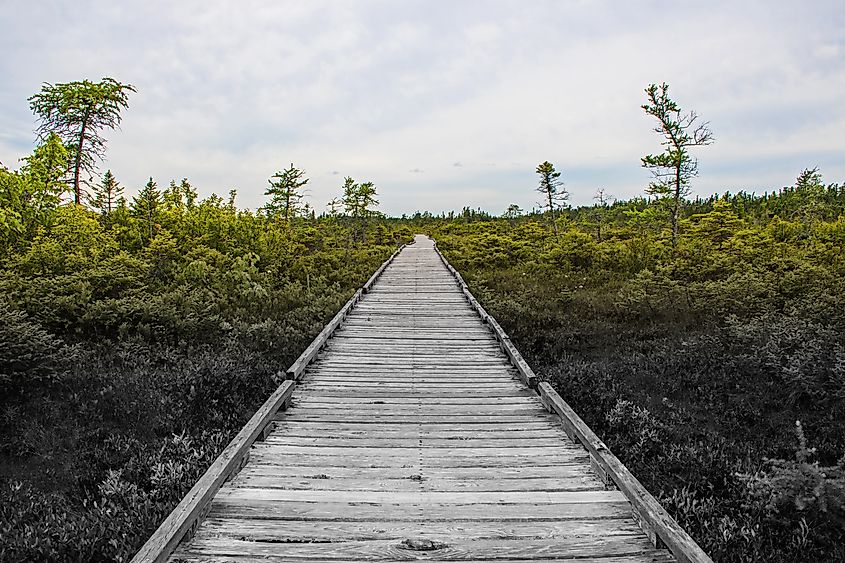 The Orono Bog Boardwalk in Maine.