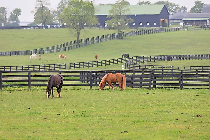 Kentucky Horse Park