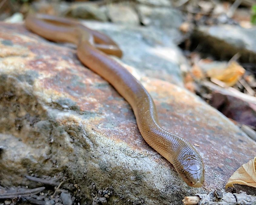A northern rubber boa catching some sun on the rocks.