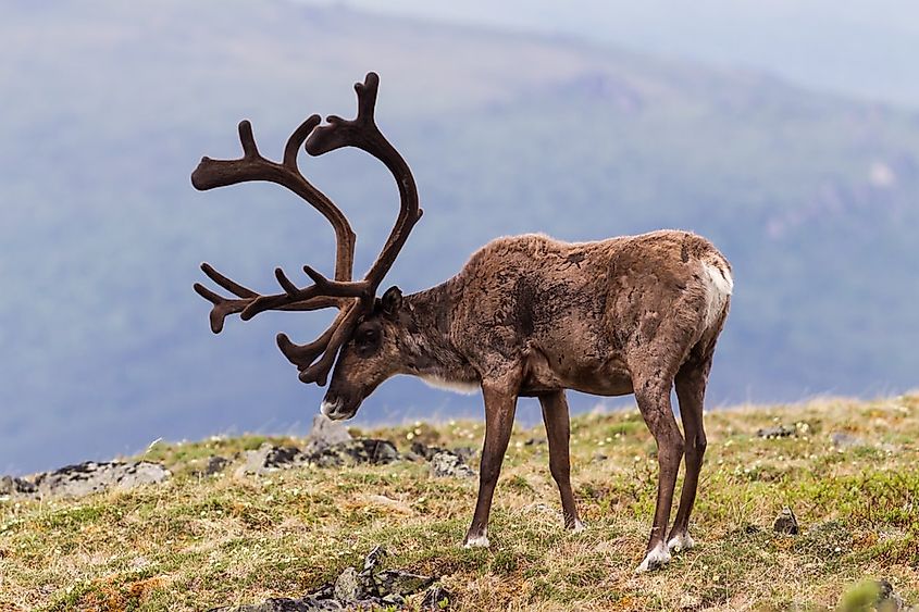 animals-that-live-in-the-tundra-worldatlas