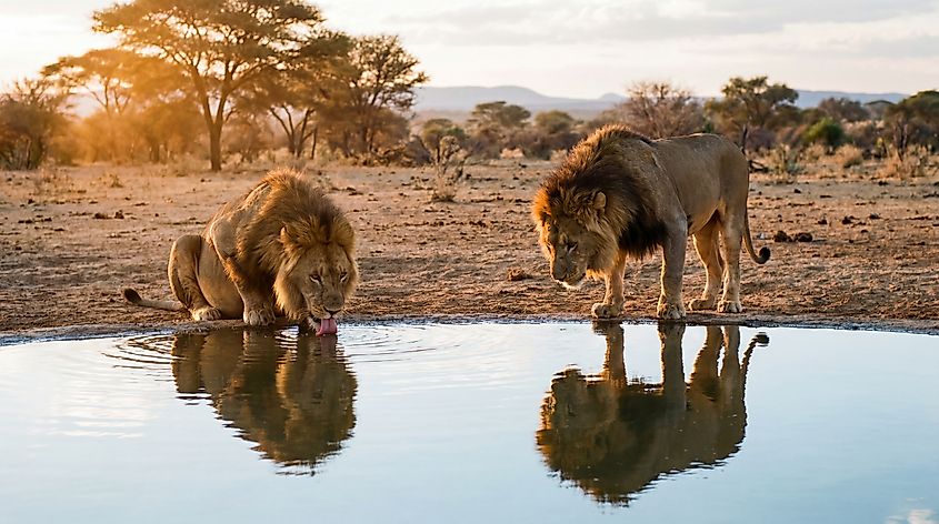 Two male lions drinking water.