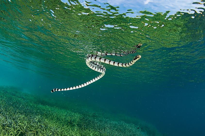 A Banded sea krait