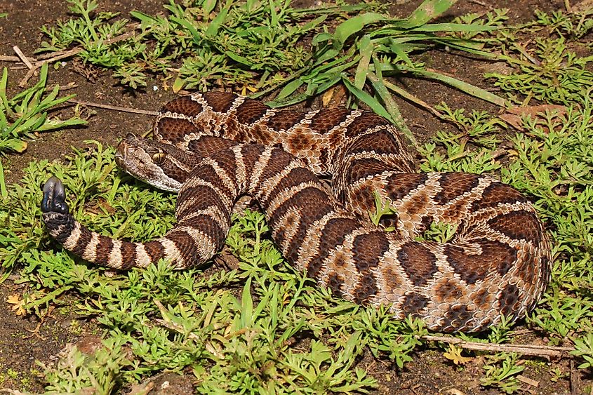 Juvenile Northern Pacific Rattlesnake (Crotalus oreganus). Sacramento County, CA. Connor Long - Own work via Wikimedia Commons.