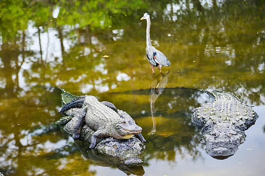 An alligator family posing in the river.