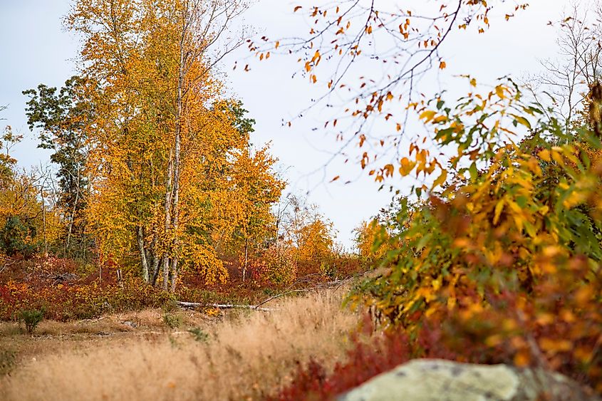 Arcadia State Management Area in Exeter, Rhode Island.