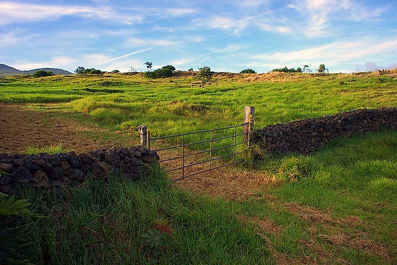 An early morning drive in upcountry Maui to enjoy the soft sunrise lighting.