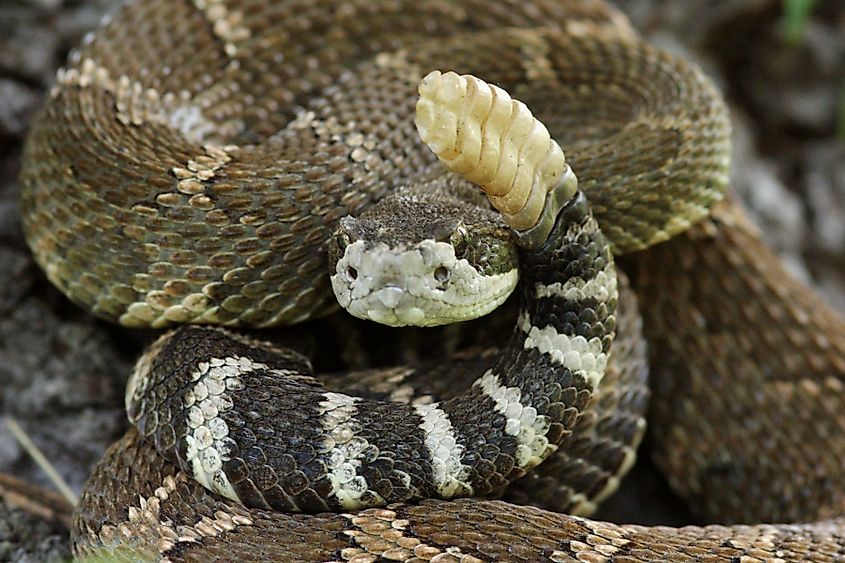 Northern Pacific rattlesnake