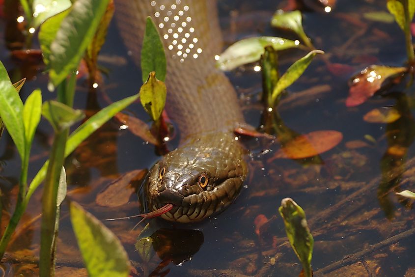 Northern water snake in a marsh.