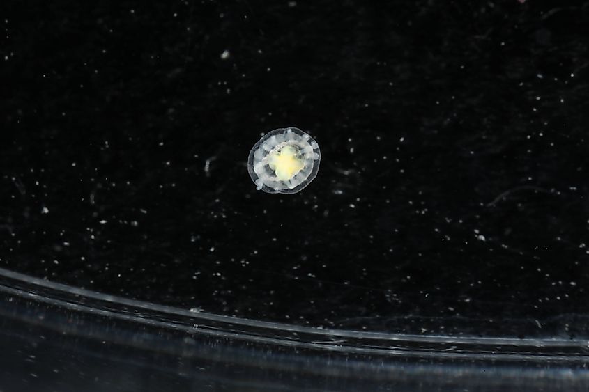 Image of Turritopsis dohrnii by Dr. Karen J. Osborn