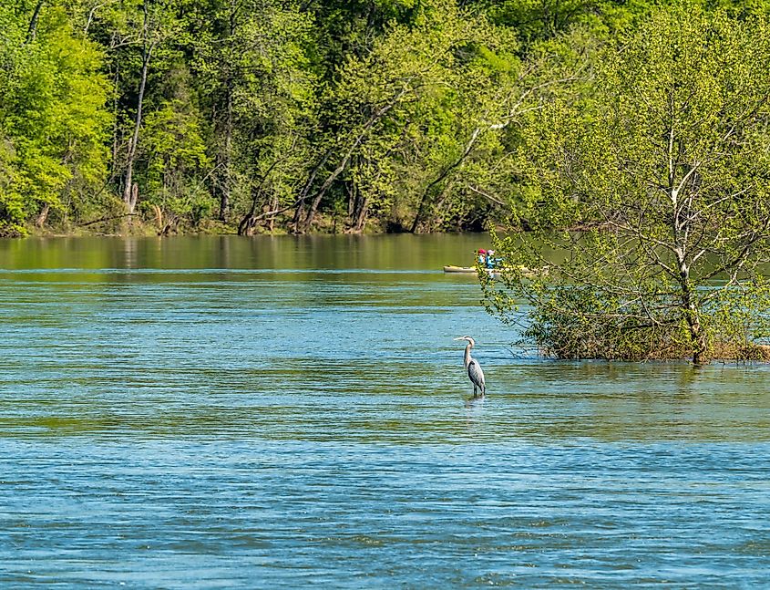 Blue Heron and kayak on the Catawba River