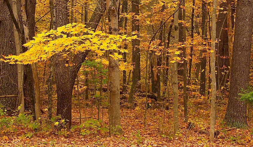 Fall foliage colors in Housatonic Meadows State Park in Connecticut.