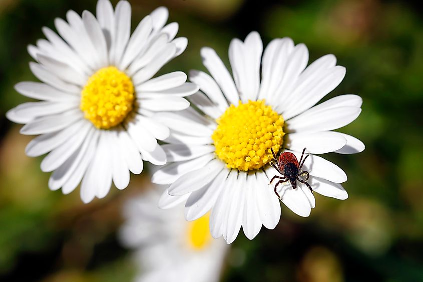 deer tick, Ixodes scapularis, on daisy in spring.