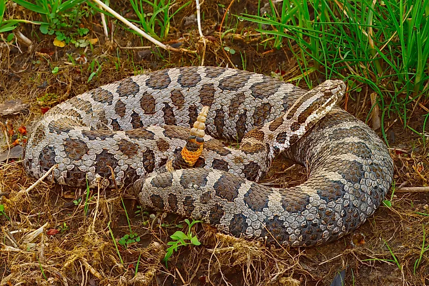 Eastern massasauga rattlesnake (Sistrurus catenatus)