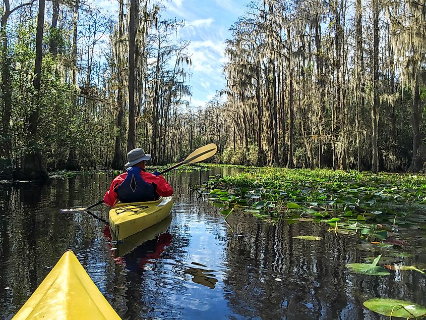 Kayaking couple in Okefenokee swamp in Georgia, USA.